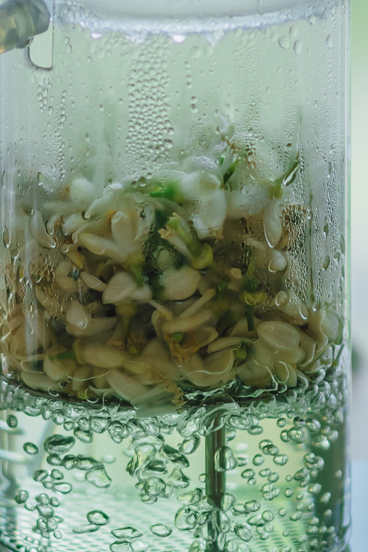 ガラスの中で蒸留されている植物